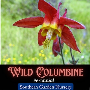 Wild Red Columbine Flower Seeds, Native Perennial Wildflower, Woodland Garden, Hummingbird Flowers for Fall Planting (Aquilegia canadensis)