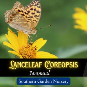 Lanceleaf Coreopsis Seeds, Pollinator Plant, Official Florida State Wildflower, Bee & Butterfly Garden Flower