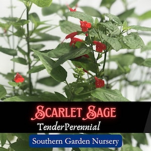 Scarlet Sage Seed, Tropical Sage, Salvia coccinea, Red Salvia, Pollinator Plant, Butterfly Garden, Perennial Flower Seed Packet