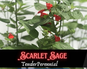 Scarlet Sage Seed: Red Salvia, Tropical Heirloom Open-Pollinated, Native Flower for Bees and Hummingbirds