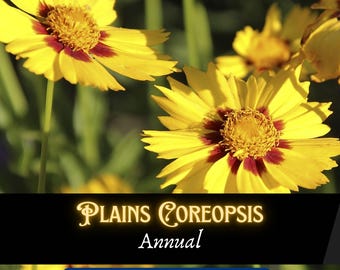 Plains Coreopsis Seeds, Pollinator Plant, Native Wildflower, Bee & Butterfly Nectar, Heirloom Open-Pollinated, Native Seed