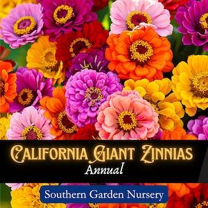 California Giant Zinnia Seeds, Big Flowers, Pollinator Plant, Easy to Grow Heirloom Flower Seed Packets