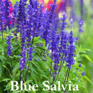 Blue Salvia Seeds, Blue Sage, Salvia farinacea, Native Wildflower Seed Packets, Perennial Flowers, Hummingbird Garden Essential image 1