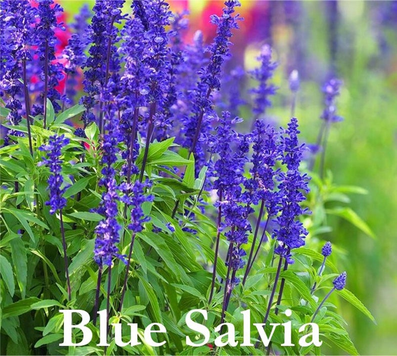 Blue Salvia Seeds, Blue Sage, Salvia farinacea, Native Wildflower Seed Packets, Perennial Flowers, Hummingbird Garden Essential image 1