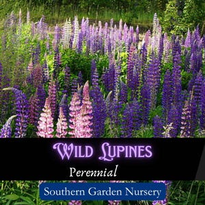 Wild Lupine Seeds, Perennial Wildflower, Native Flowers, Pollinator Plant, Wild Flower Meadow