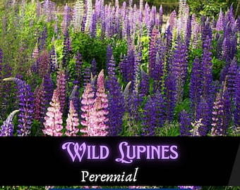 Wild Lupine Seeds, Native Perennial Wildflower, Pollinator Garden