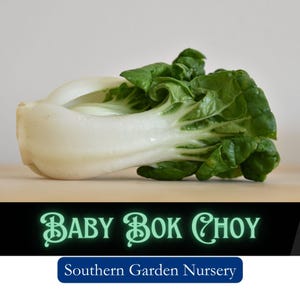 Baby Bok Choy Seeds, Mini Pak Choy Cabbage Seeds, Asian Vegetable Seed Packets