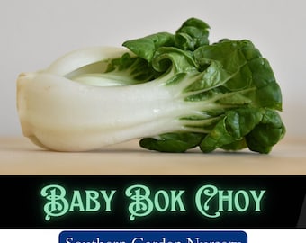 Baby Bok Choy Seeds: Heirloom Asian Vegetable, Fast Growing, Non-GMO