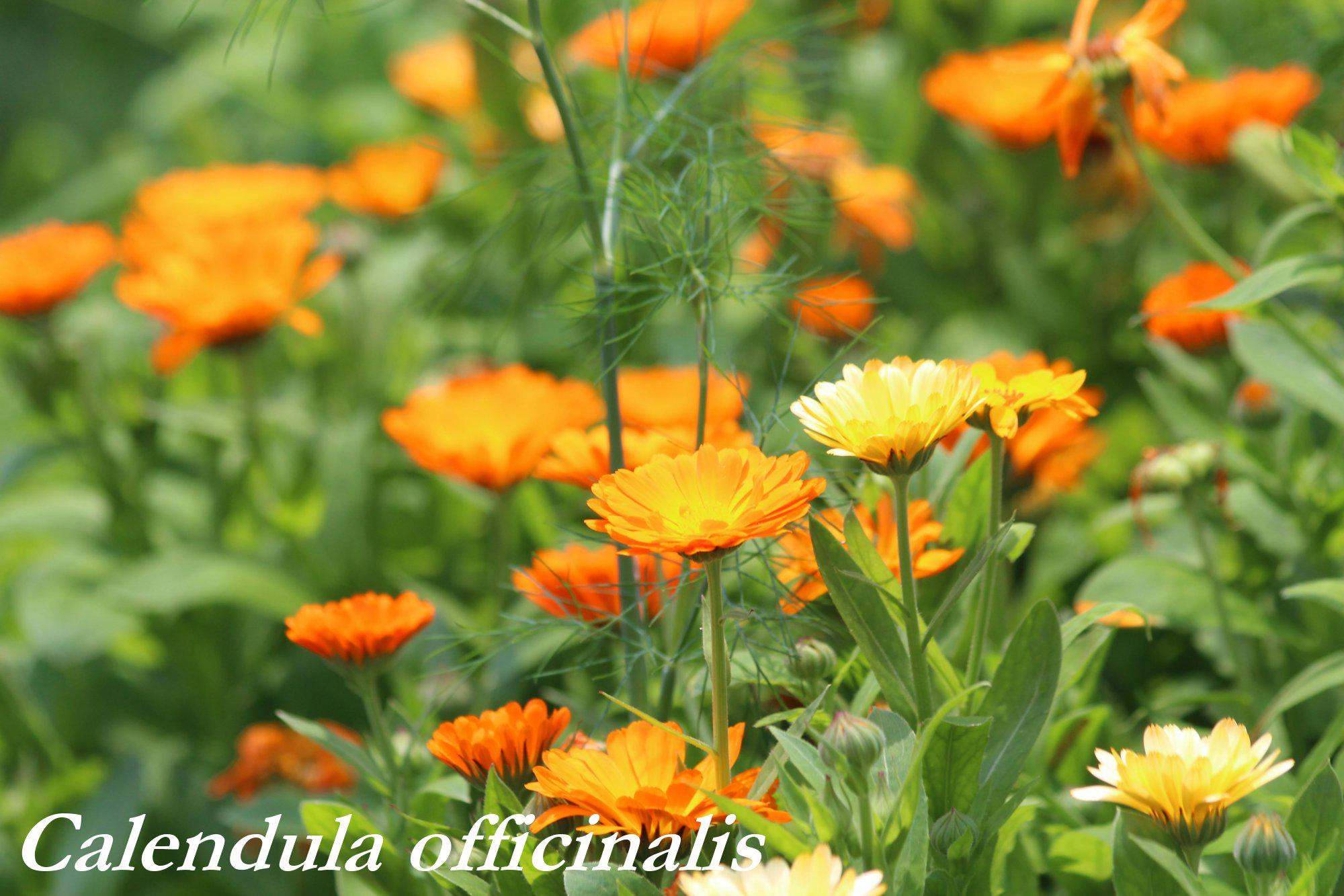 Calendula Seeds, Pot Marigold, Pollinator Plant, Cosmetic and Medicinal ...