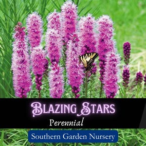 Blazing Stars Seeds, Liatris spicata, Pollinator Plant, Native Wildflower, Bee & Butterfly Nectar Flower