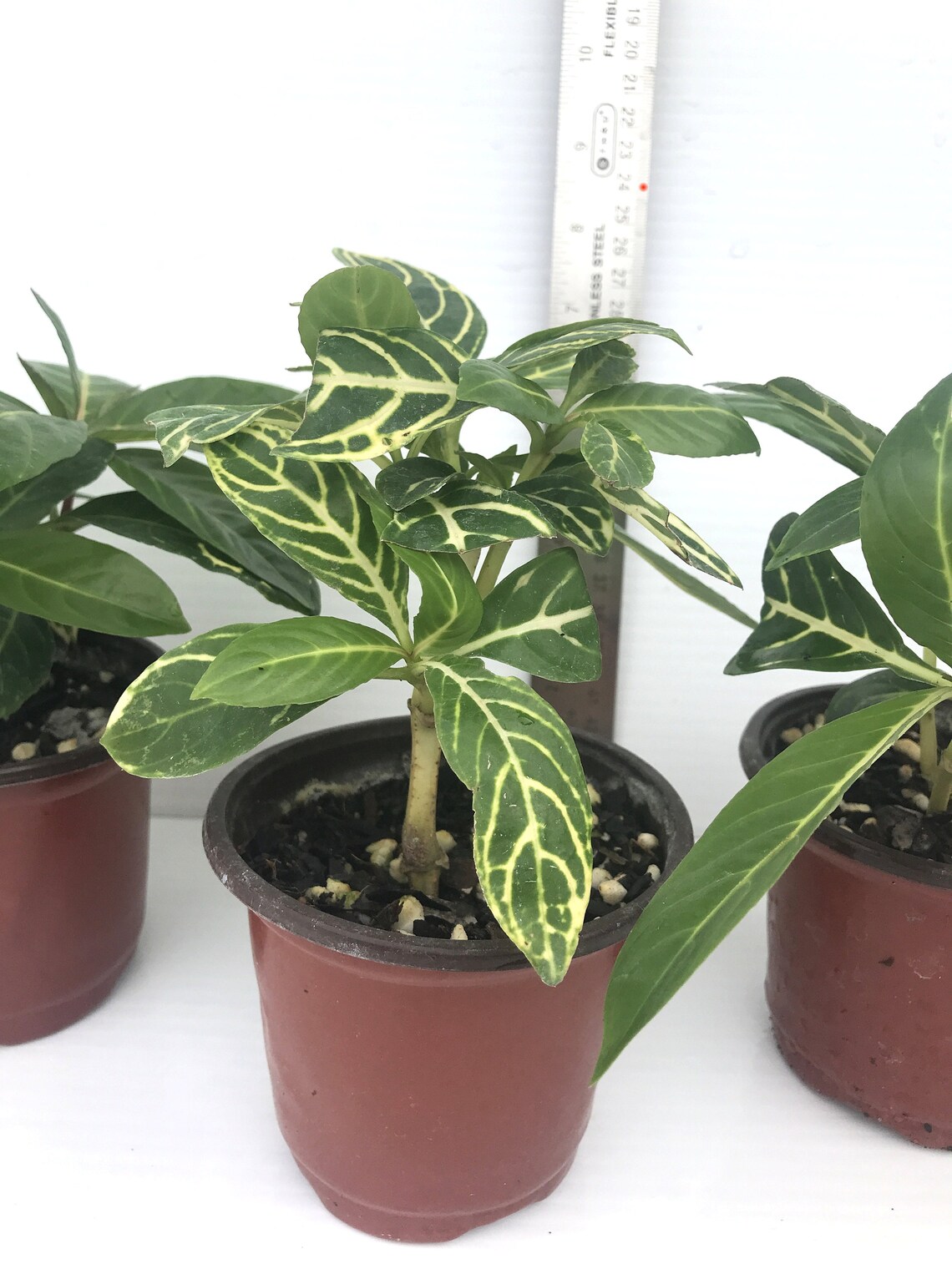 7 Zebra Plant Free Shipping Sanchezia Speciosa Etsy