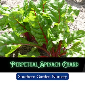 Perpetual Spinach Chard Seeds, Garden Greens, Cut & Come Again Vegetable Seed Packets