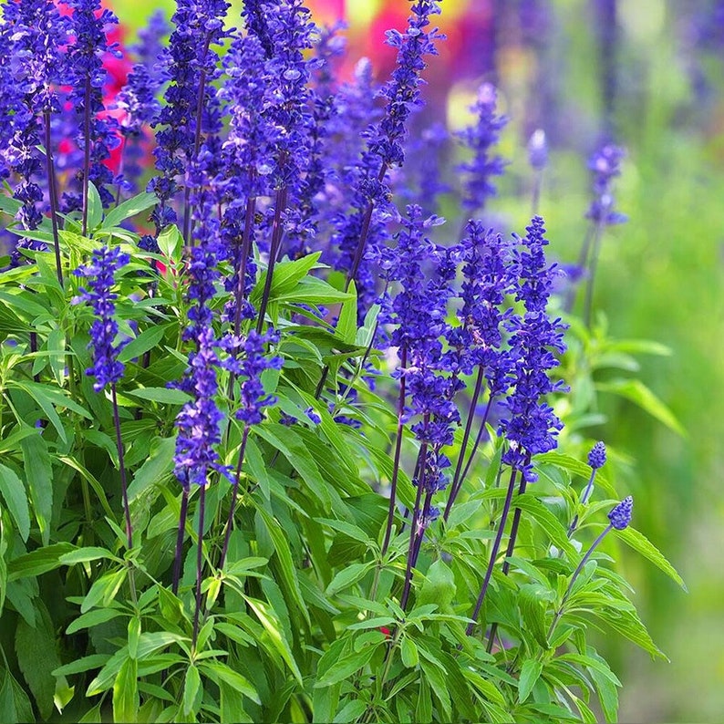 Blue Salvia Seeds, Blue Sage, Salvia farinacea, Native Wildflower Seed Packets, Perennial Flowers, Hummingbird Garden Essential image 3