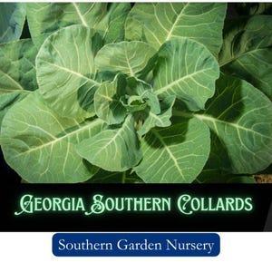 May include: Close-up of a large, green collard plant with large, crinkled leaves. The plant is labeled "Georgia Southern Collards" and "Southern Garden Nursery".