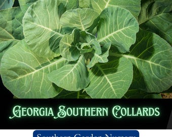 May include: Close-up of a large, green collard plant with large, crinkled leaves. The plant is labeled "Georgia Southern Collards" and "Southern Garden Nursery".