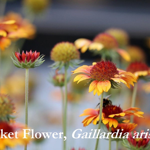 Blanket Flower Seeds, Native Wildflower Seed Packets, Perennial Flower Seeds, Gaillardia aristata, Drought Tolerant Flowers