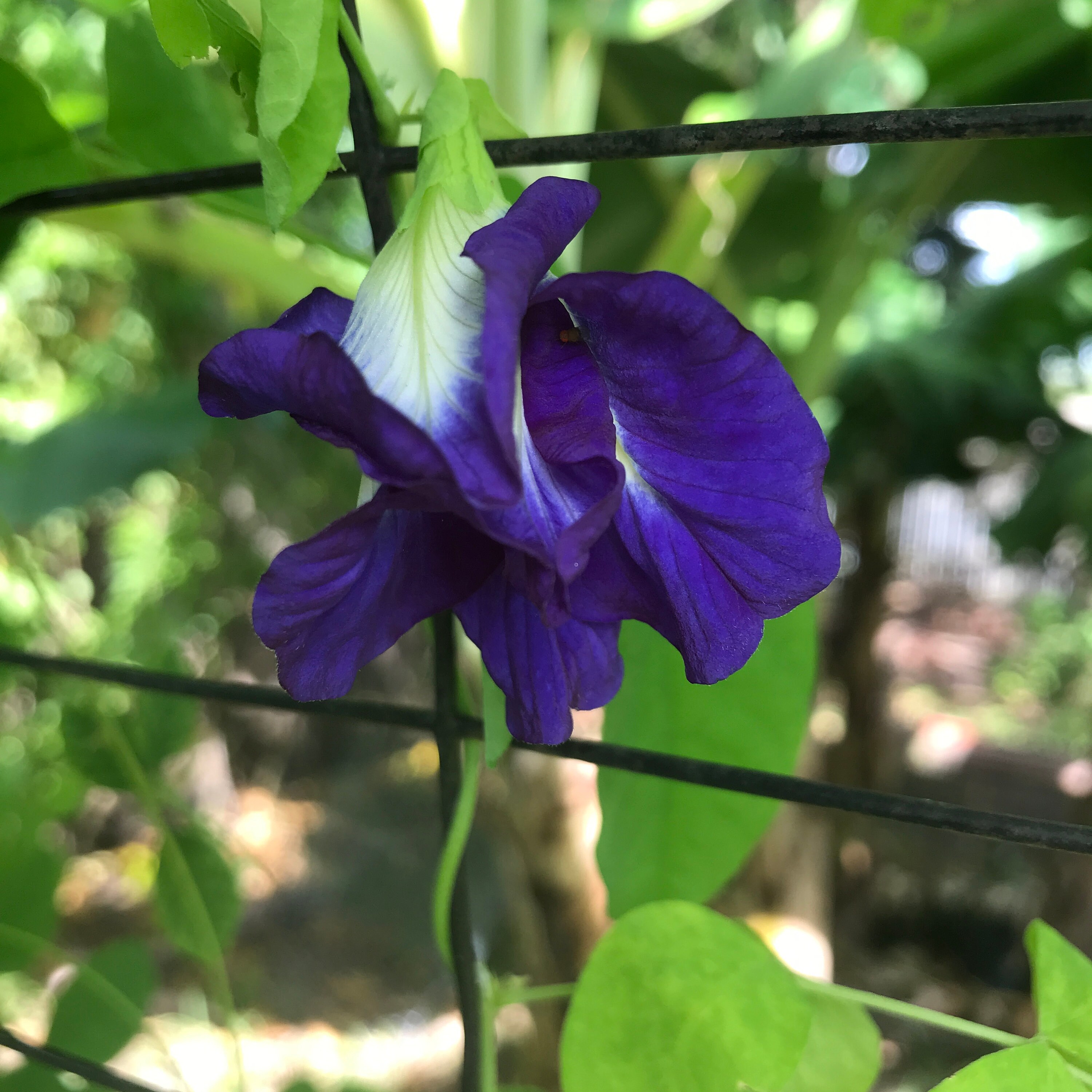 Blue Butterfly Vine Seeds Free Shipping Asian Pigeon Wings Etsy
