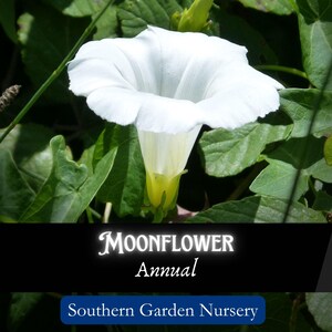 Moonflower Seeds, Night-Blooming Vining Tropical Flower, White Morning Glory Seed Packets, Native Plants for Pollinators