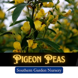 Pigeon Pea Seeds: Southern Survival Garden Staple, Perennial Vegetable, Nitrogen Fixer, Pollinator Magnet  (50 Seeds)