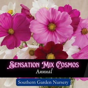 Sensation Mix Cosmos Flower Seeds, Pollinator Garden Staple, Cottage Garden, Native Wildflower Seed Packets