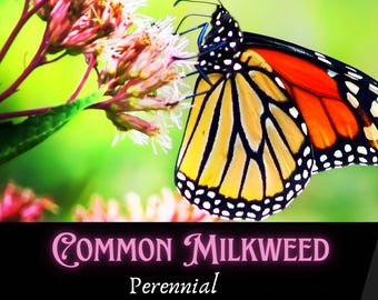 Common Milkweed Seeds: Pink Wildflower, Monarch Butterfly Garden, Heirloom Open-Pollinated, Native Flower