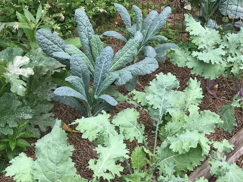 Southern Garden Lacinato Kale Seeds - Thumbnail 5
