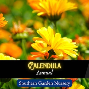 May include: Close-up of bright yellow and orange Calendula flowers in bloom. The text "Calendula Annual" is displayed on a black background with a gold border. The text "Southern Garden Nursery" is displayed on a blue background.