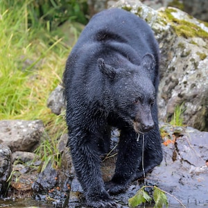 black bear fishing for salmon