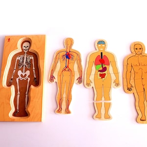 Human Body Layers Wooden Puzzle |  Early Educational Human Body Biology Puzzle |
