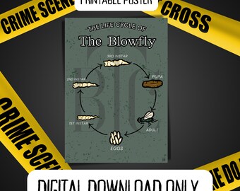 May include: A printable poster with a green background and a white circle showing the life cycle of a blowfly. The circle shows the stages of the blowfly's life, including egg, larva, pupa, and adult. The text "The Life Cycle of The Blowfly" is at the top of the poster.