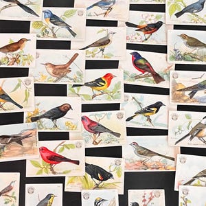 May include: A collection of vintage bird postcards. Each card features a different bird illustration in vibrant colors, set against a white background with botanical details. The postcards are arranged on a black surface.