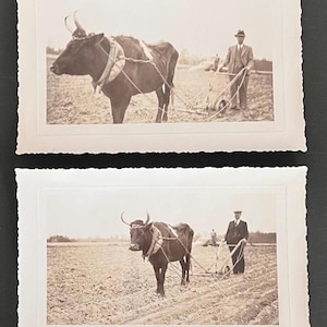 May include: Two sepia-toned photographs of a farmer plowing a field with an ox. The ox is harnessed to a plow, and the farmer is holding the reins. The photographs are in a vintage style with a scalloped edge.