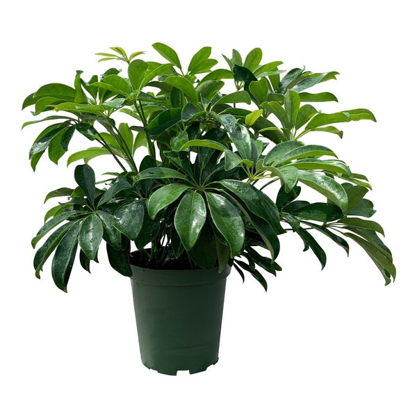 Schefflera Arboricola"Dwarf Umbrella Tree"-4"/6"Grower Pot- Plant purchases require a 2 PLANT MINIMUM of any combination of plants.