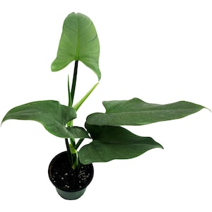 Philodendron Hastatum "Silver Sword" Starter Plant/4" Grower Pot-Plant purchases require a 2 PLANT MINIMUM of any combination of plants.