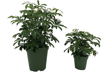 Schefflera Arboricola Mini 4" or 6" Grower Pot-All plant purchases require a 2 PLANT MINIMUM consisting of any combination of plants.