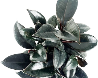 Ficus Elastica Burgundy Rubber Tree Starter Plant, 4" , 6" Grower Pot-Plant purchases require a 2 PLANT MINIMUM  of any combination.