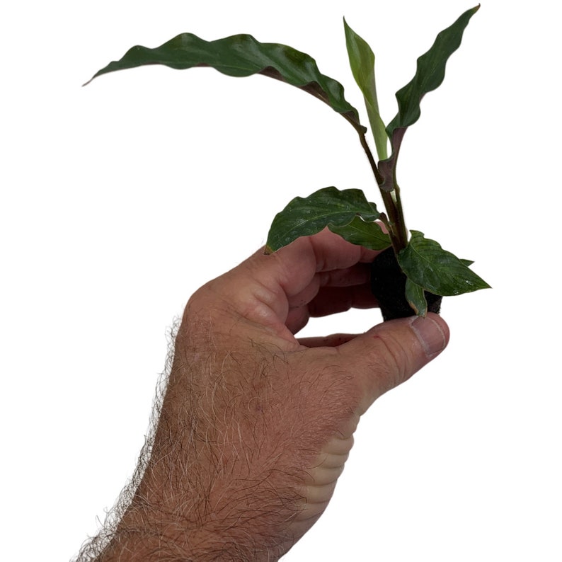 Calathea Elgergrass Starter Plant or 4 Grower Pot-All plant purchases require a 2 PLANT MINIMUM consisting of any combination of plants. Starter Plant