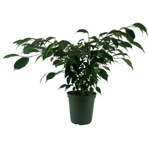 Ficus Benjamina Evergreen Bush &quot;Weeping Fig&quot; 6&quot; Grower Pot- Plant purchases require a 2 PLANT MINIMUM consisting of any plants.