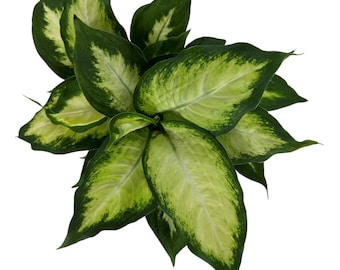 Dieffenbachia Camille-4" Grower Pot- All plant purchases require a 2 PLANT MINIMUM consisting of any combination of plants.