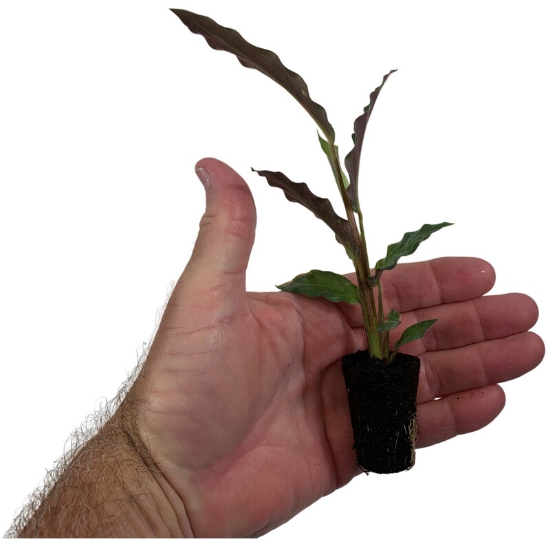 Calathea Elgergrass Starter Plant or 4 Grower Pot-All plant purchases require a 2 PLANT MINIMUM consisting of any combination of plants. image 4