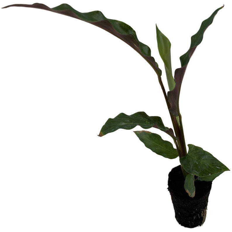 Calathea Elgergrass Starter Plant or 4 Grower Pot-All plant purchases require a 2 PLANT MINIMUM consisting of any combination of plants. image 6