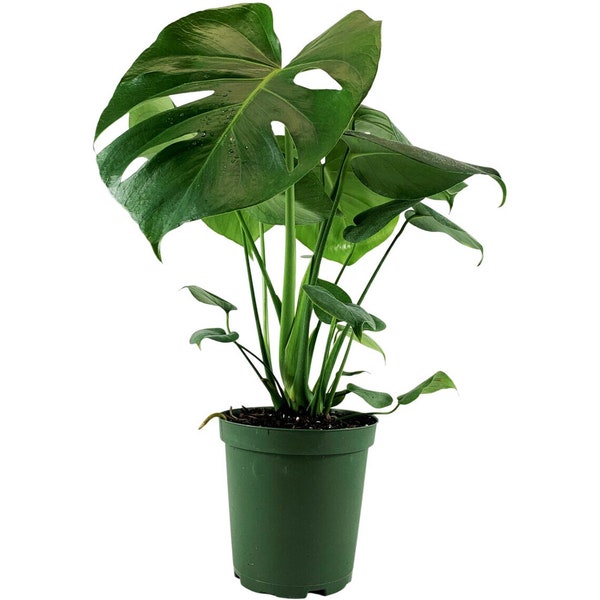 Monstera Deliciosa "Split Leaf"-Starter,4",6" Grower Pot-Plant purchases require a 2 PLANT MINIMUM consisting of any combination of plants.