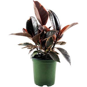 Ficus &quot;Ruby&quot; Elastica / Variegated Rubber  4&quot; Grower Pot-Plant purchases require a 2 PLANT MINIMUM of any combination .