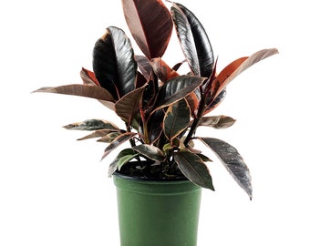 Ficus "Ruby" Elastica / Variegated Rubber Starter Plant, 4" , 6" Grower Pot-Plant purchases require a 2 PLANT MINIMUM of any combination .