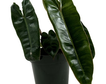 Philodendron Billietiae Starter Plant/4" Grower Pot-Plant purchases require a 2 PLANT MINIMUM consisting of any combination of plants.