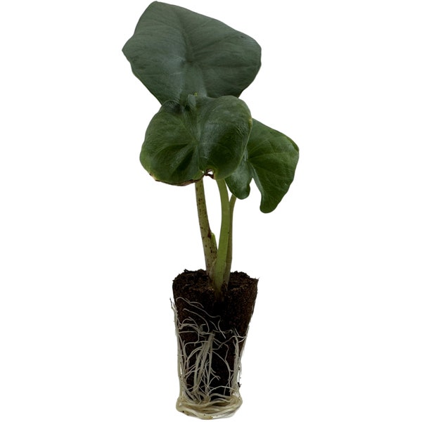 Alocasia Blue Dragon-Starter Plant or 4" Grower Pot-All plant purchases require a 2 PLANT MINIMUM consisting of any combination of plants.