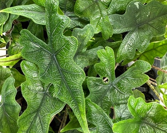 Alocasia Jacklyn Starter Plant/4" Grower Pot-All plant purchases require a 2 PLANT MINIMUM consisting of any combination of plants.