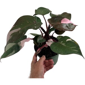 Philodendron Pink or White Princess 4"  or Pink Princess 6" Grower Pot-Purchases require a 2 PLANT MINIMUM consisting of any  plants.