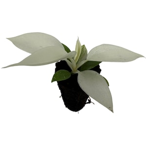 Philodendron Florida Ghost-Starter Plant or 4&quot; Grower Pot- All plant purchases require a 2 PLANT MINIMUM of any combination of plants.