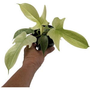 Philodendron Florida Ghost-Starter Plant; 4" Grower Pot- All plant purchases require a 2 PLANT MINIMUM of any combination of plants.